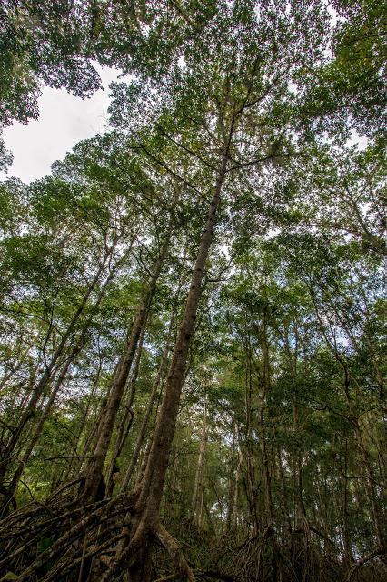 Canchimalero fuera de fechas, Majagual y Cayapas Mataje