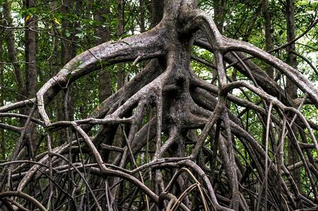 Canchimalero fuera de fechas, Majagual y Cayapas Mataje