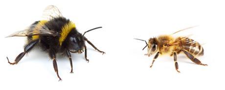 Diferencia entre abejas y abejorros