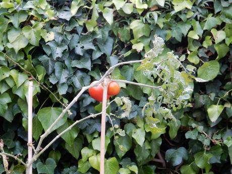 Ya estamos en Otoño…