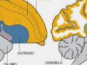 cuervo Esopo inteligencia aves