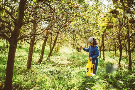 Otoño va, otoño viene. El otoño es ideal para hacer fotografías