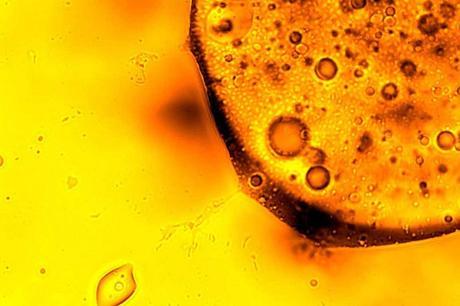 Forma de vida que se alimenta de arsénico