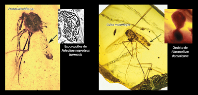 El origen del némesis humano