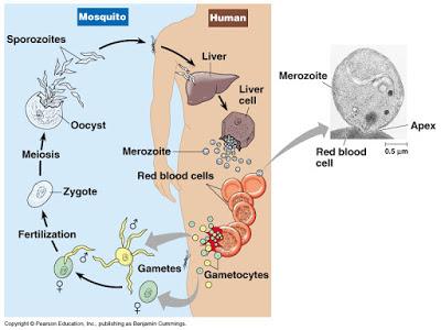 El origen del némesis humano
