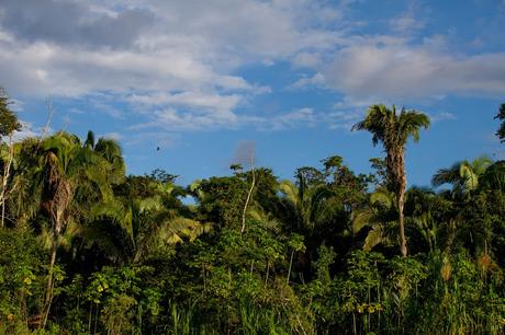 Guacamayos del Tambopata