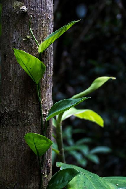 Guacamayos del Tambopata