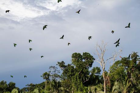 Guacamayos del Tambopata