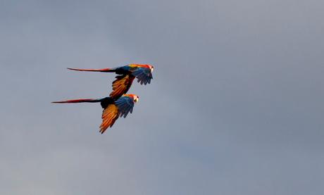 Guacamayos del Tambopata