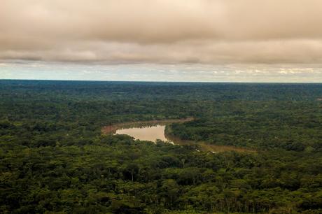 Guacamayos del Tambopata