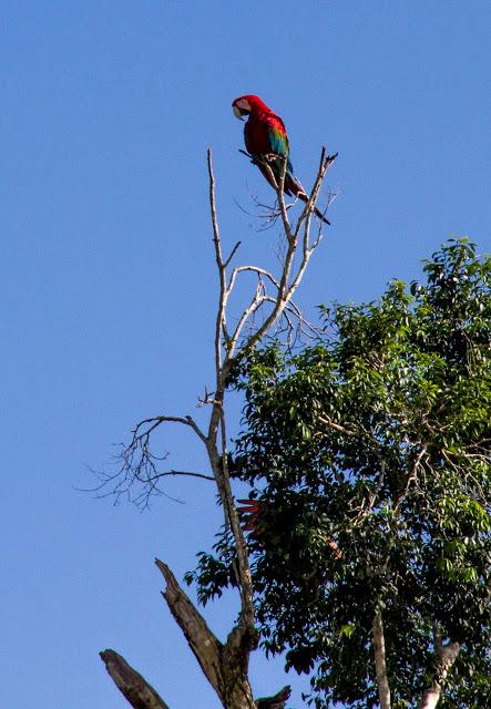 Guacamayos del Tambopata