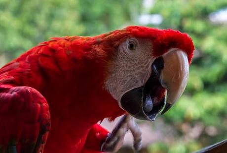 Guacamayos del Tambopata