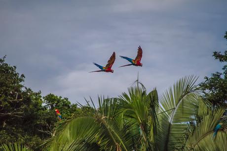 Guacamayos del Tambopata