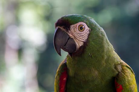 Guacamayos del Tambopata