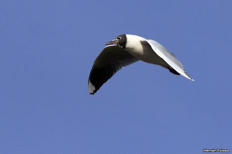 Gaviota curiosa