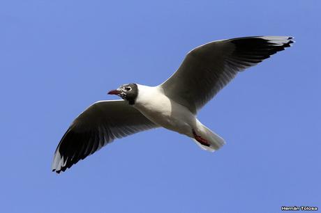 Gaviota curiosa