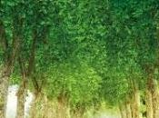 señora Stendhal Rafel Nadal