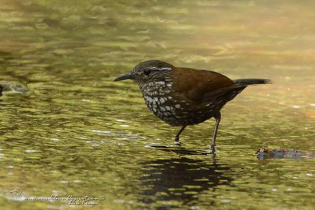 Macuquito (Sharp-tailed Streamcreeper) Lochmias nematura