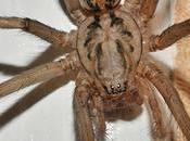 #ReinoUnido prepara para invasión arañas gigantes #Animales