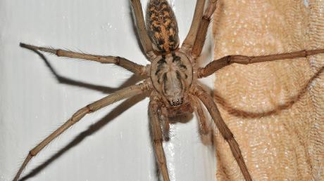 #ReinoUnido se prepara para una invasión de arañas gigantes  #Animales