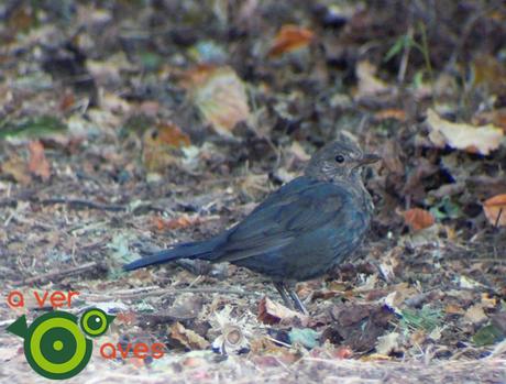 “Las veces que he pasado por aquí y no había reparado en ese árbol y en las aves”