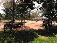 Safari por el Parque Nacional de Uda Walawe