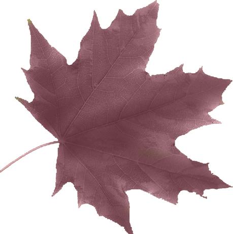 Tawny Port es un rojo vino oscuro que en accesorios se ve mucho normalmente. Análisis de los colores tendencia para este Otoño Invierno 2017/18