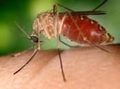 Detectan huevos mosquito tigre Basauri.