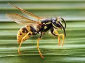 Señor años paro cardíaco.