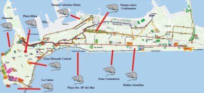 Las ratas pasean por Cádiz.