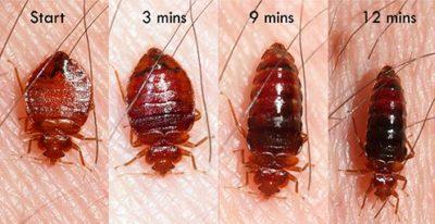 ¿Cómo deshacerse de las chinches de cama?