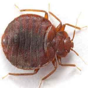 ¿Cómo deshacerse de las chinches de cama?