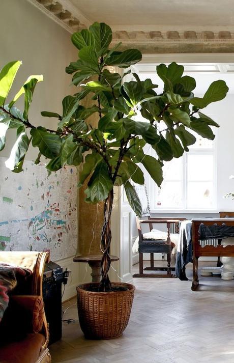 Ficus Lyrata: el árbol de moda
