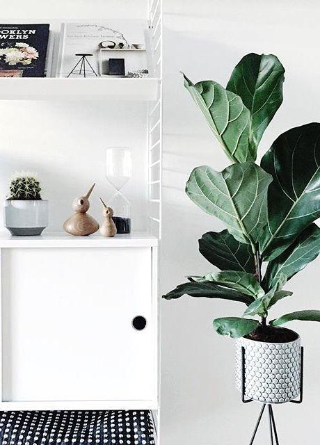 Ficus Lyrata: el árbol de moda Ficus Lyrata: el árbol de moda