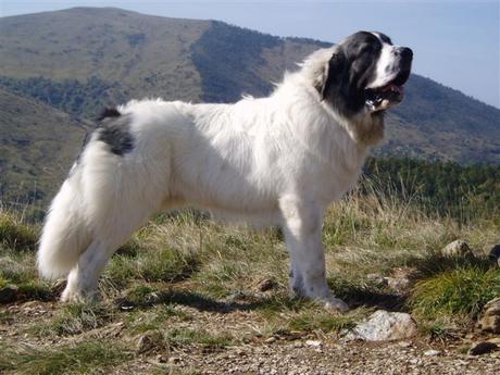 MAstín del Pirineo