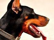 Cómo cuidar doberman