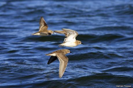 Unicolores en Laguna Blanca