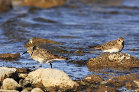 Unicolores en Laguna Blanca