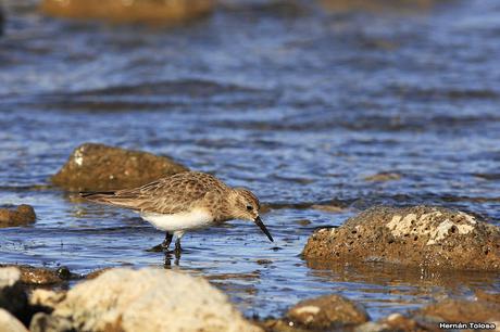 Unicolores en Laguna Blanca