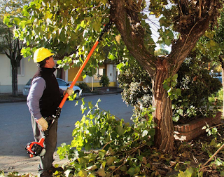Alertan por poda de arbolado urbano