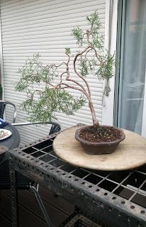 Sabina : el primero alambrado