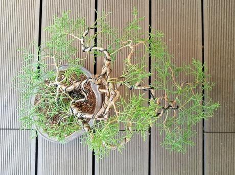 Sabina : el primero alambrado