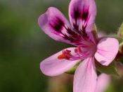 consejos para combatir resfriados poco tiempo