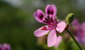 5 consejos para combatir los resfriados en poco tiempo 5 consejos para combatir los resfriados en poco tiempo