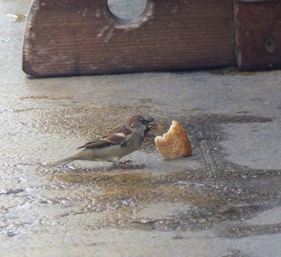 Gorriones y palomas