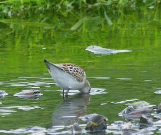 Un correlimos en el río