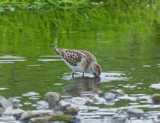 Un correlimos en el río