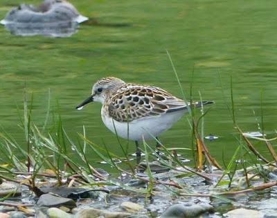 Un correlimos en el río