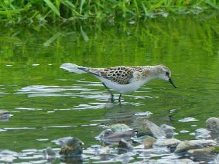 Un correlimos en el río