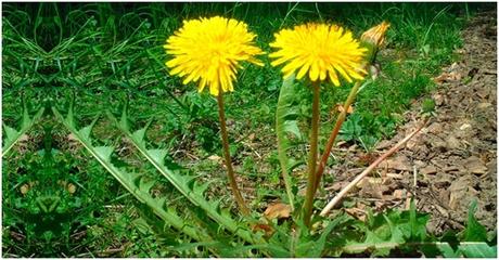 20 Curiosidades de las plantas